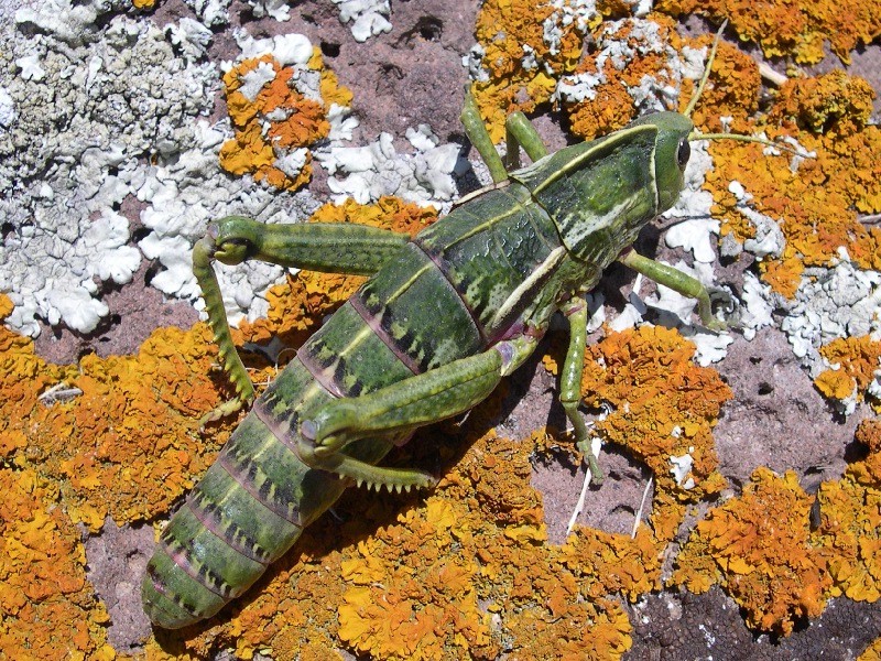 Insetti endemici italiani: Pamphagus sardeus